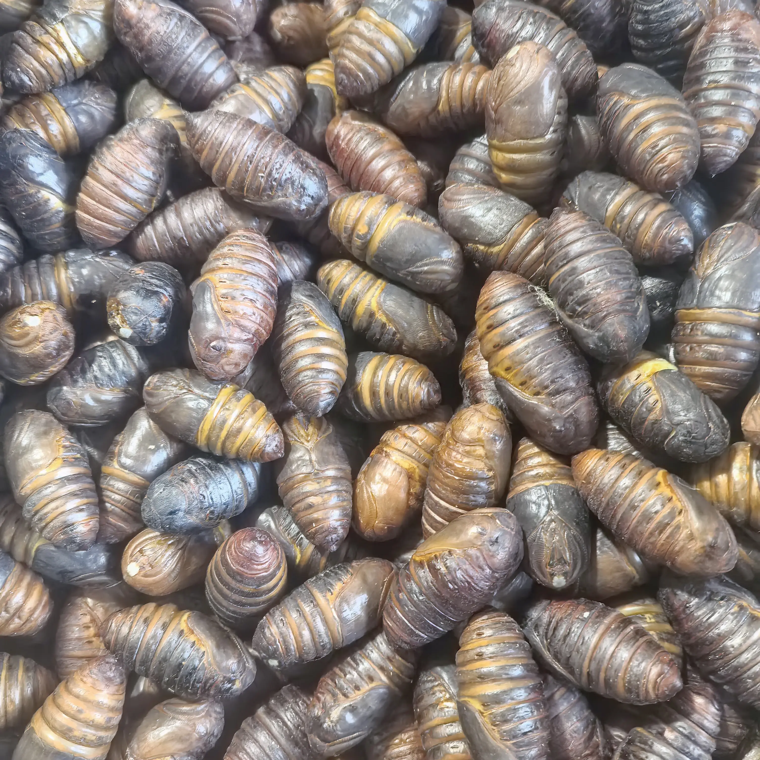 东北特产小二黄（一斤60-65个）新鲜柞树蚕蛹高蛋白绿色优质营养