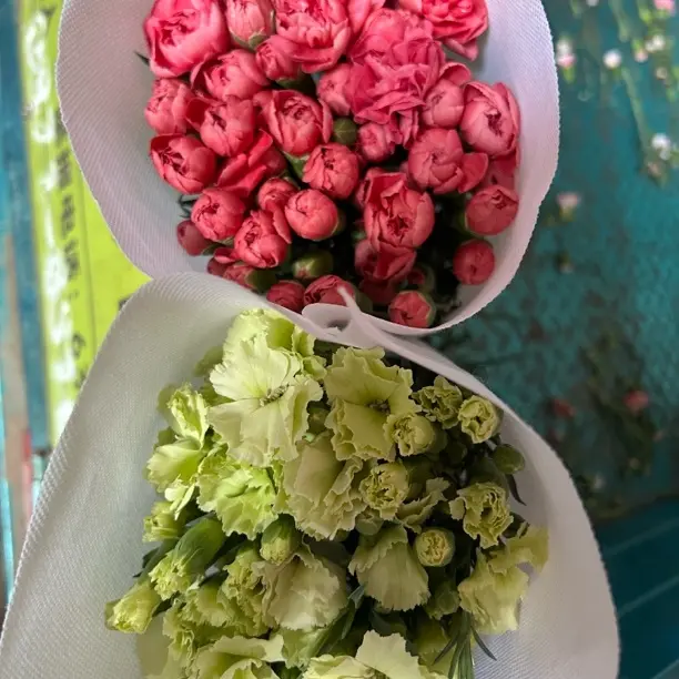 多头康乃馨云南基地鲜花花束母亲节礼物家养水养速递同城