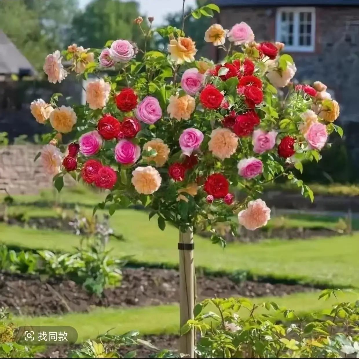 精品老桩棒棒糖4色月季庭院阳台花卉