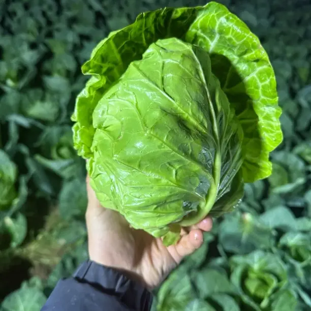 河南本地牛心菜新鲜甘蓝莲花白菜手撕卷心菜当季青菜包心菜
