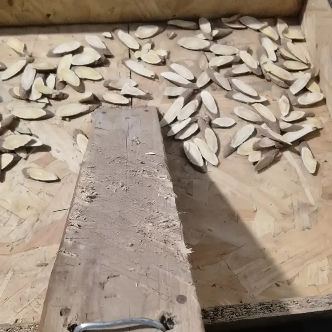 农户自种黄芪切片甘肃原产地