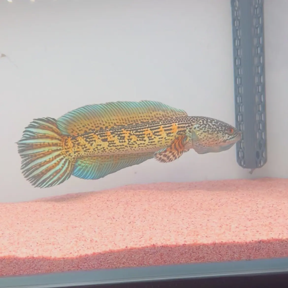 雷龙鱼活体凶猛好养眼镜蛇鬼王雷龙训鱼卡片专拍