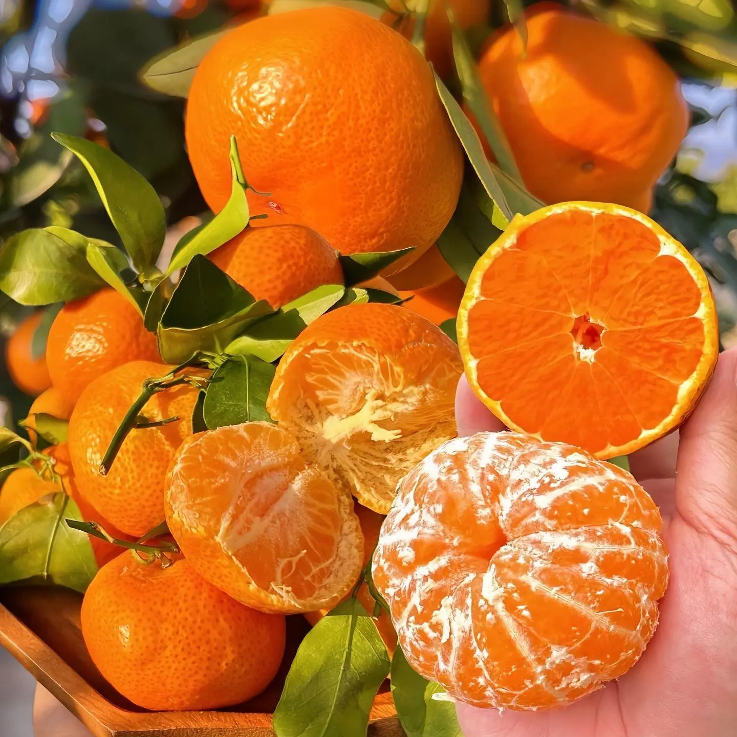 正宗涌泉蜜橘新鲜现摘产地爆甜多汁高山蜜橘老树果黄岩蜜桔礼盒装