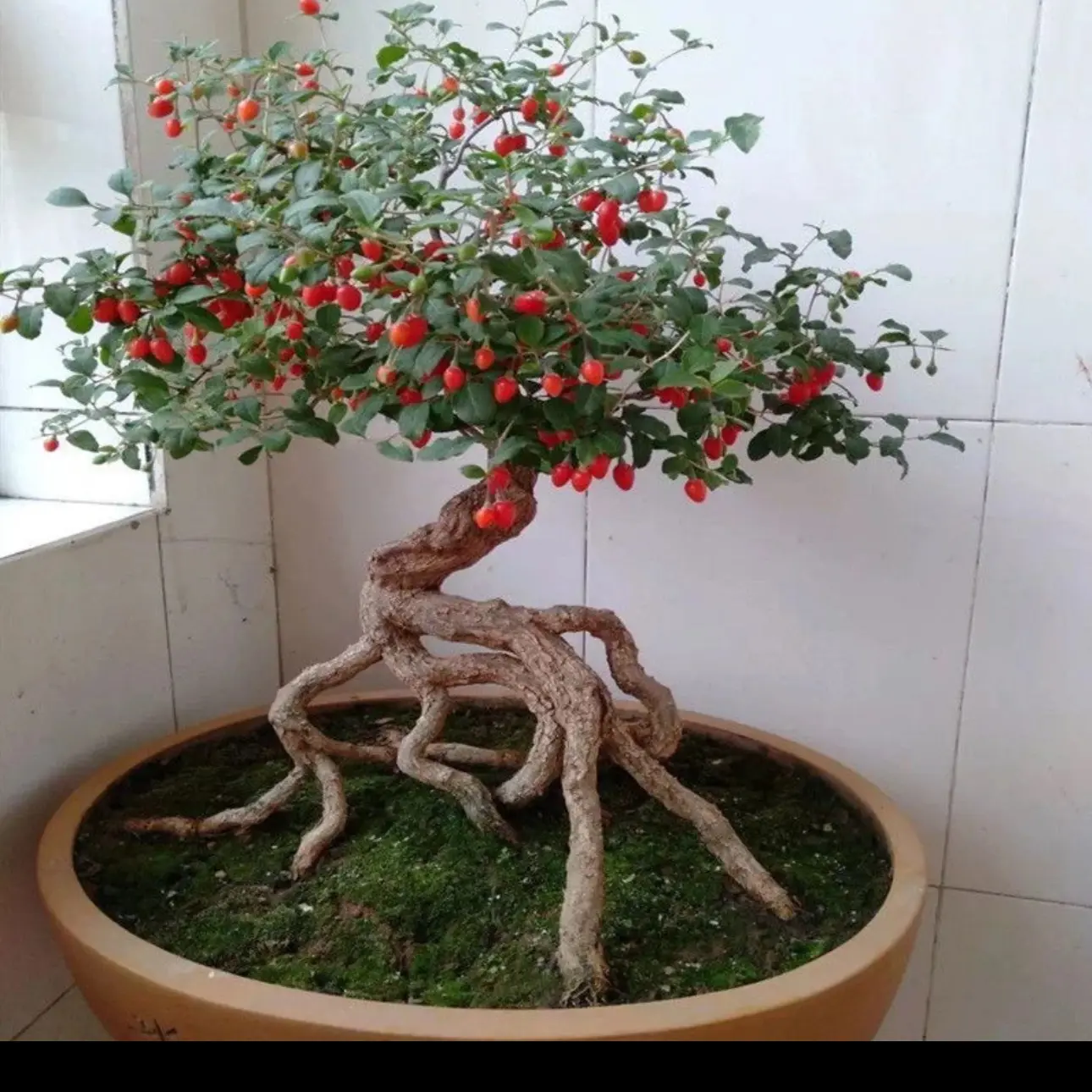 枸杞老桩盆景一物一拍易养活好打理