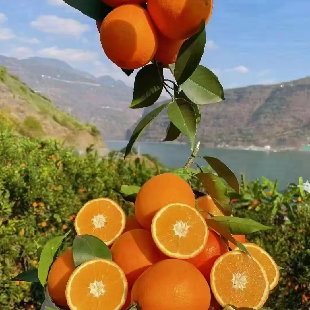 大凉山雷波脐橙现摘现发新鲜水果应季孕妇多汁果园直发皮薄肉厚