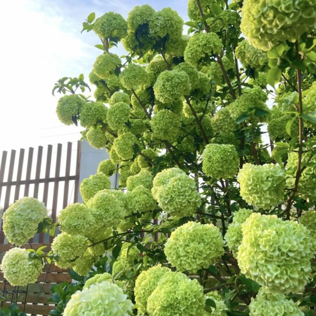 中华木绣球大花斗球耐寒耐热庭院别墅高档观赏花卉室内外盆栽地栽