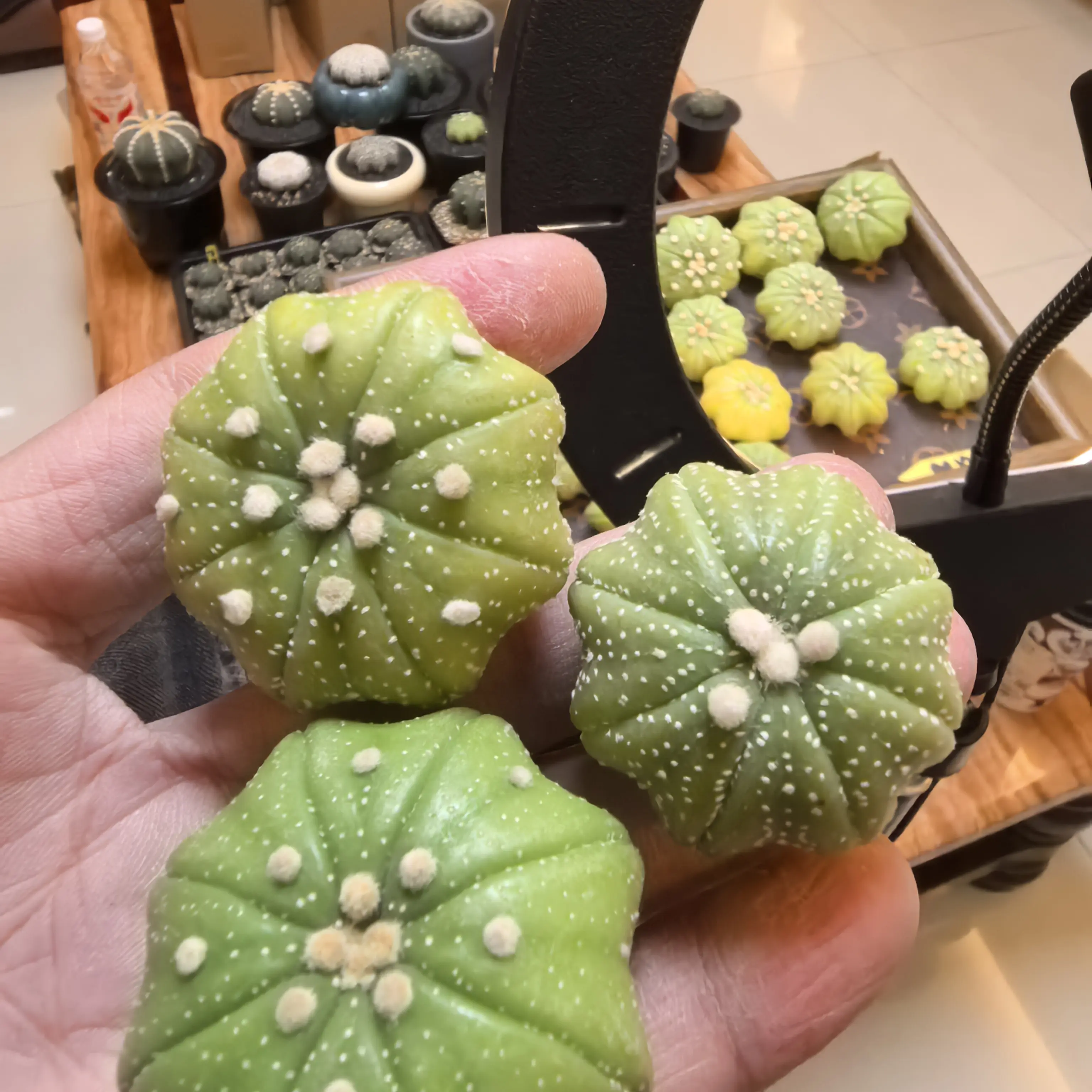 实生星兜仙人球四季开花好养室内多肉植物盆栽