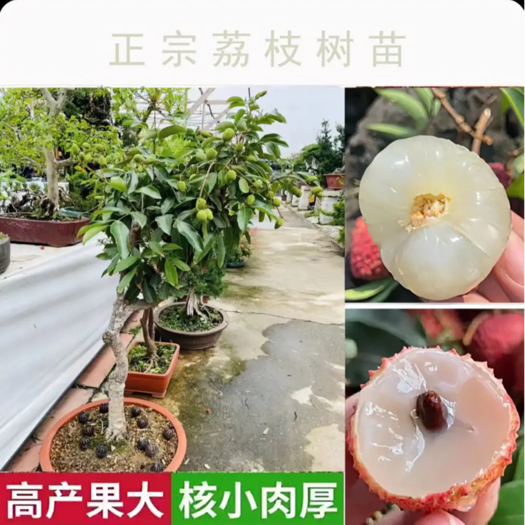 正宗嫁接优质荔枝树苗带土发货当年种植当年挂果