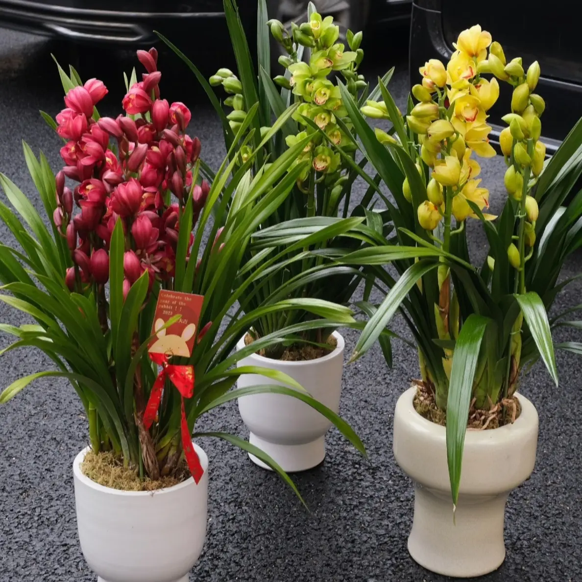 带花剑带花苞正宗兰花苗室内花卉盆栽浓香型好养