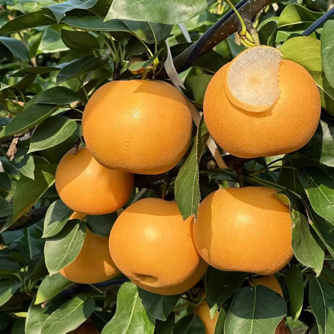 正宗秋月梨树苗嫁接梨树苗