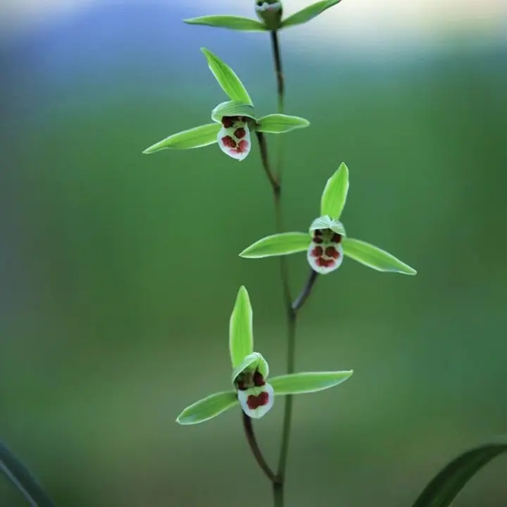 基地直播视频植物选带花苞精品兰花苗绿植兰花草东方兰花上等兰花