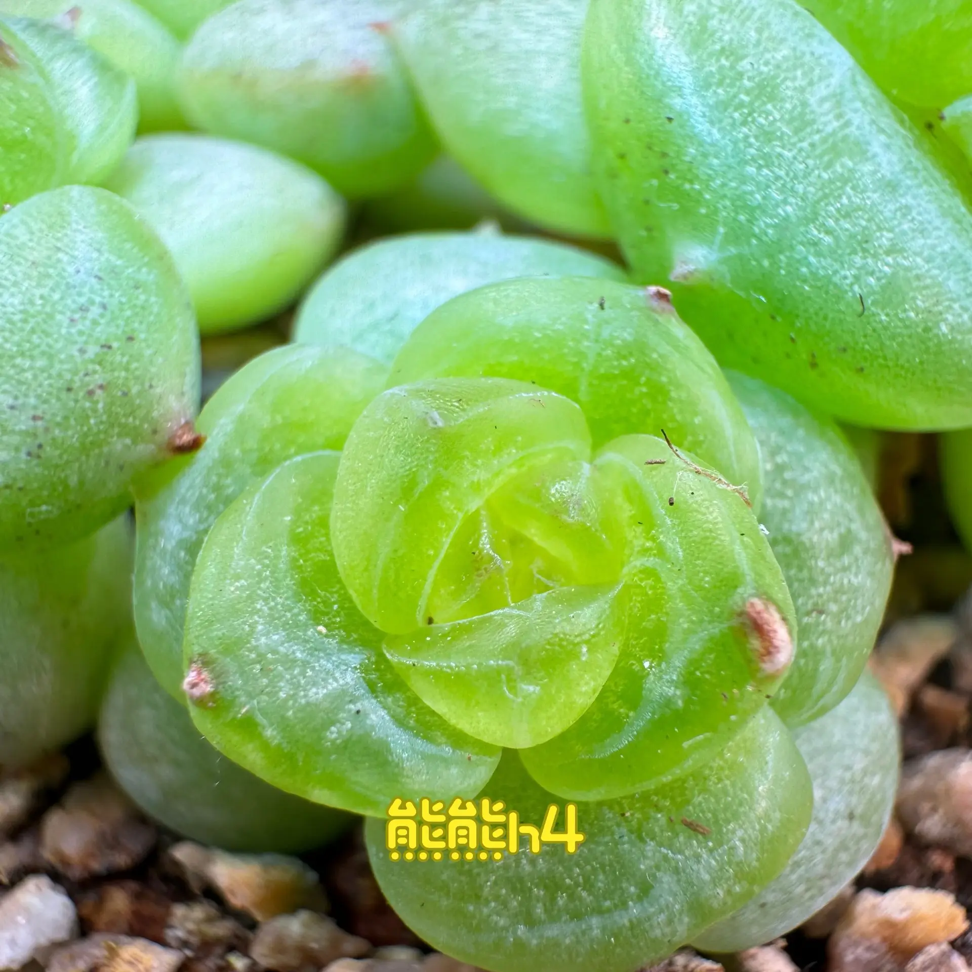 多肉植物h4珍妮母本图