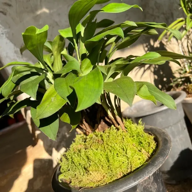    兔儿兰高级桌面盆栽室内绿植花卉