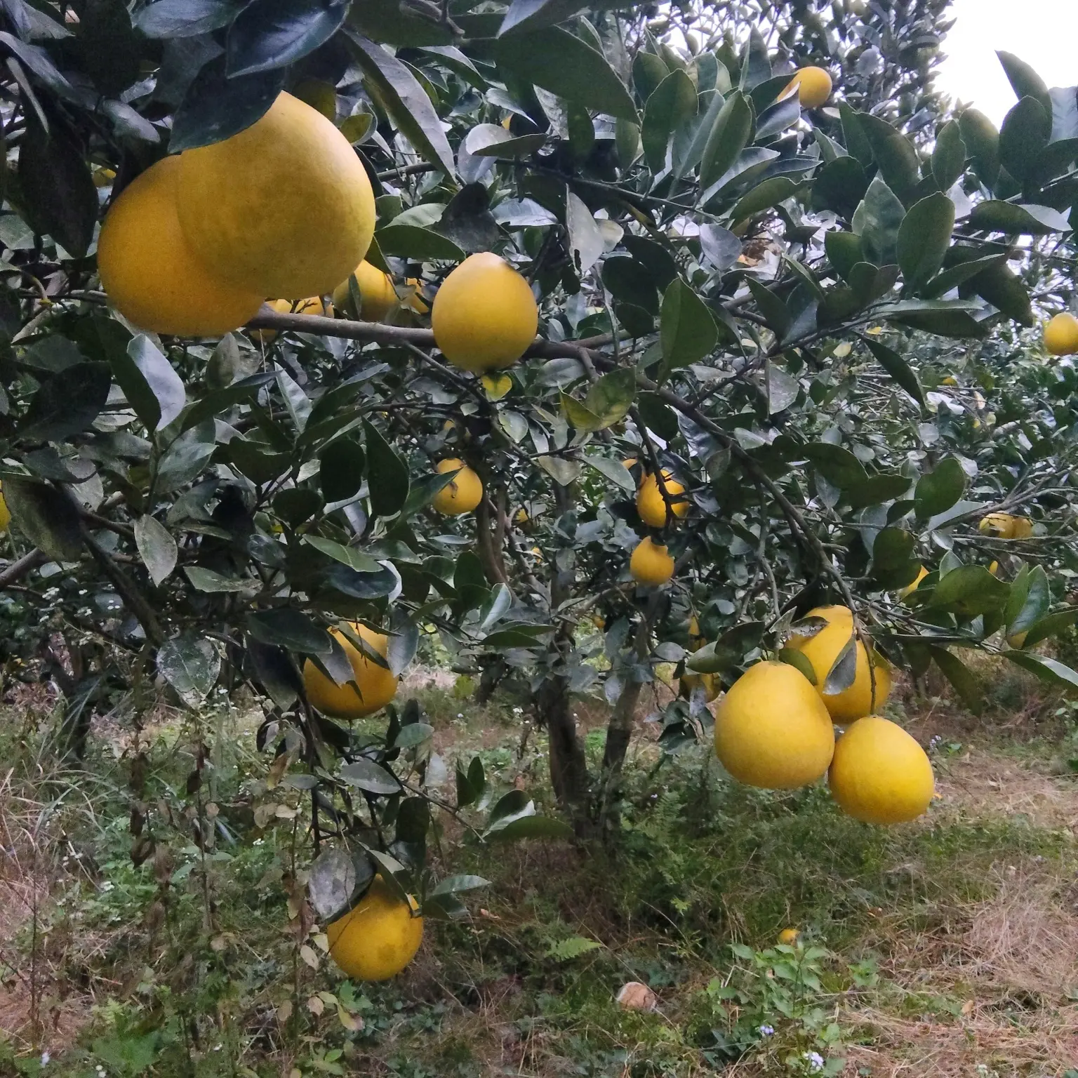 安江冰糖柚，当季新鲜水果，产地果园直发