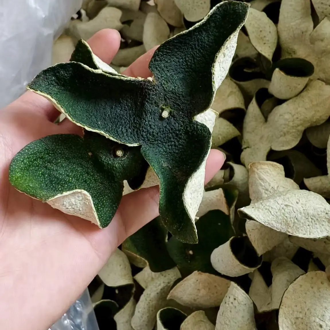 2025年茶枝柑青皮（陈皮）香气十足，值得收藏！