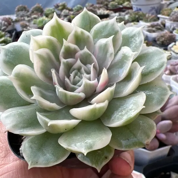 蝴蝶飞舞锦多肉植物7 - 8厘米脱土发货适合室内盆栽