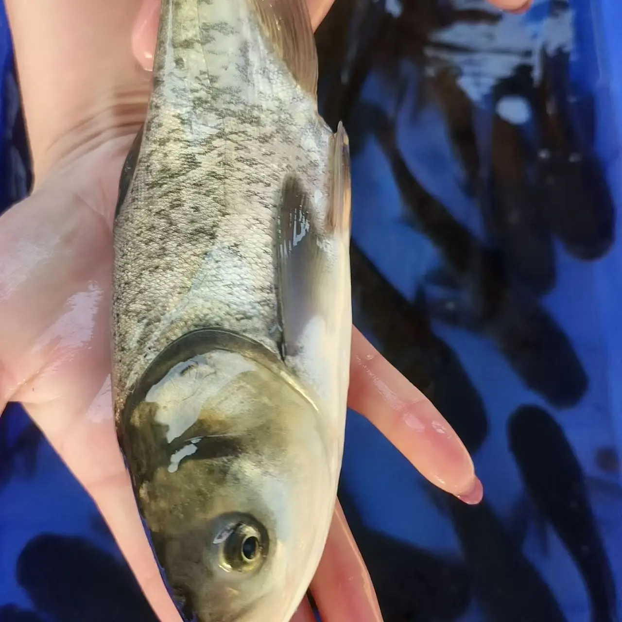 花鲢鱼胖头鱼大头鱼鳙鱼雄鱼淡水养殖好养宠物水族鲜活