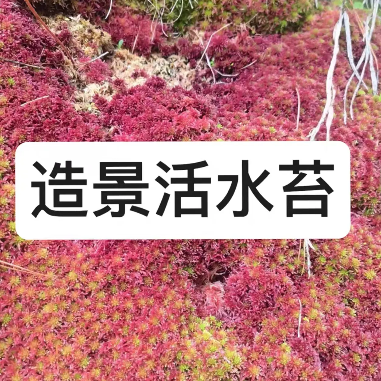 活水苔绿苔藓红泥炭藓DIY造景缸铺面室内微景观绿植