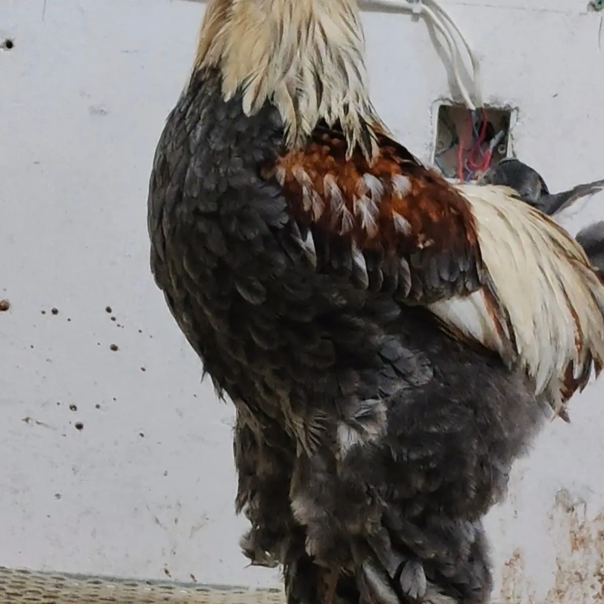 散养走地鸡 肉质紧实鲜美 包邮