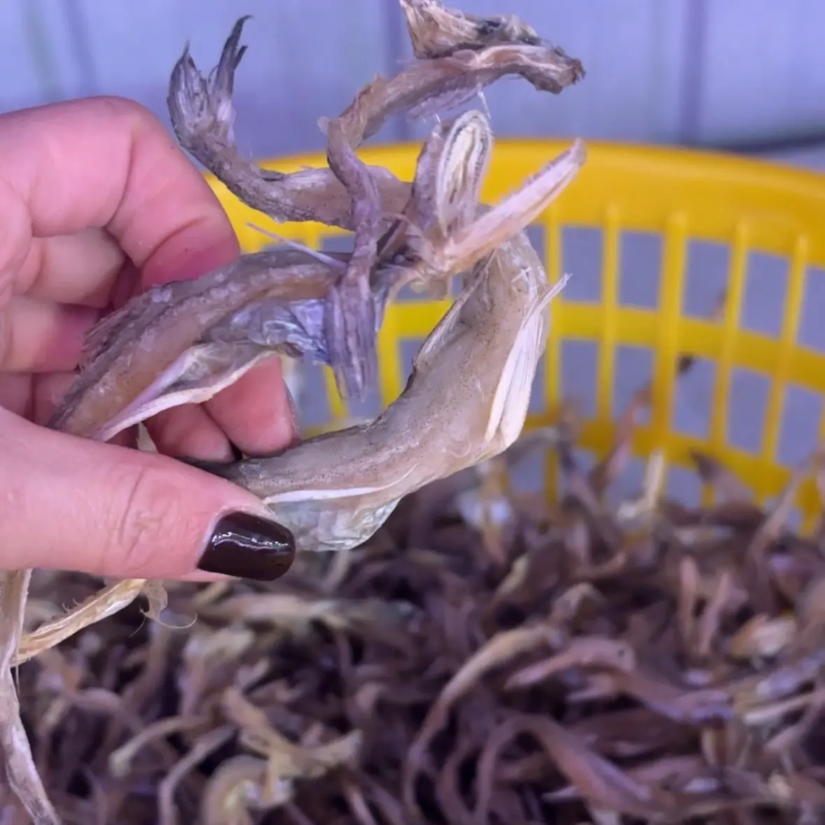 天然淡晒龙头鱼干九肚鱼龙头烤豆腐鱼3斤（商品请及时签收)