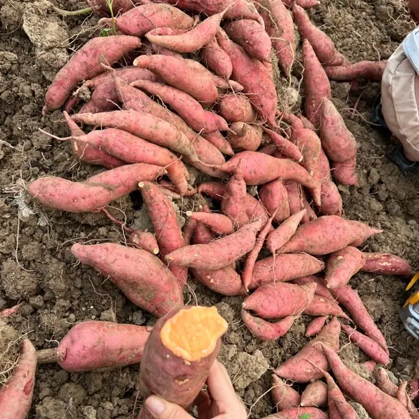 【红心蜜薯】新鲜现挖沙地蜜薯软糯香甜红薯地瓜粗粮