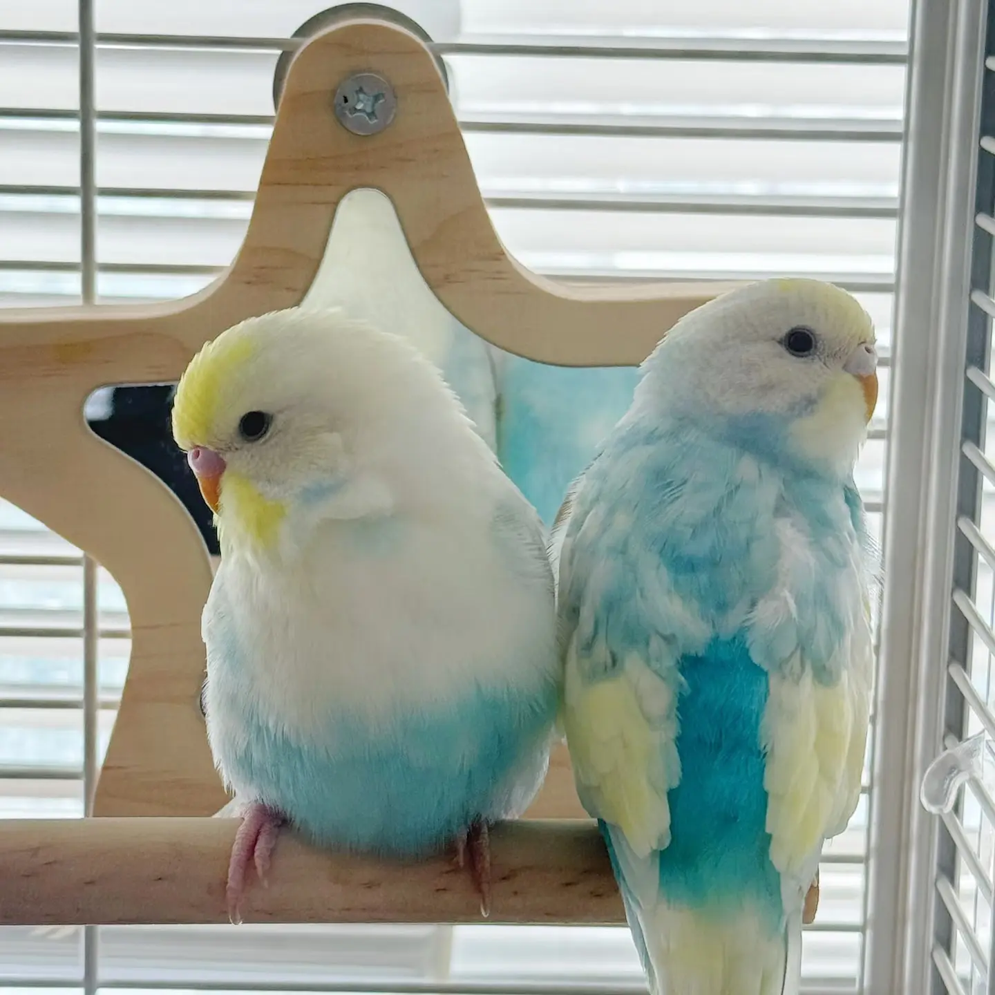 虎皮鹦鹉活体手养宠物鸟可教说话黏人亲人观赏鸟易上手