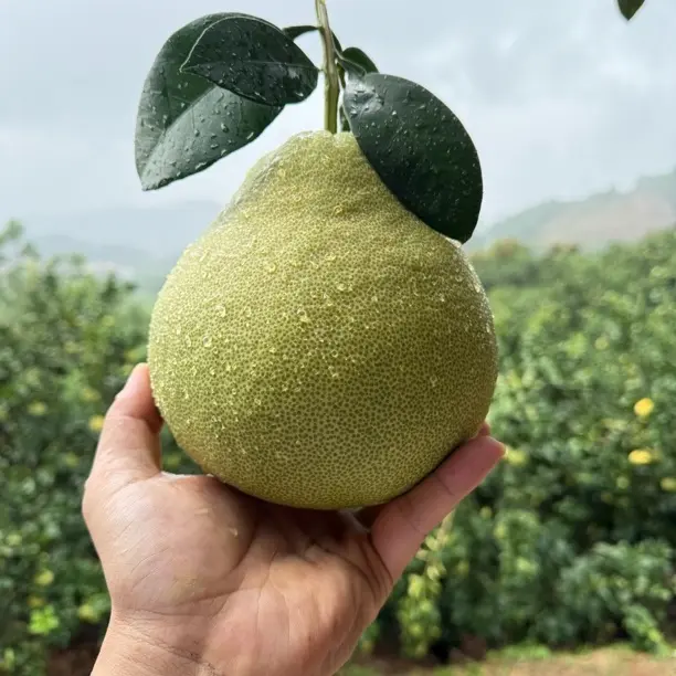 《顺丰包邮》福建正宗度尾文旦柚