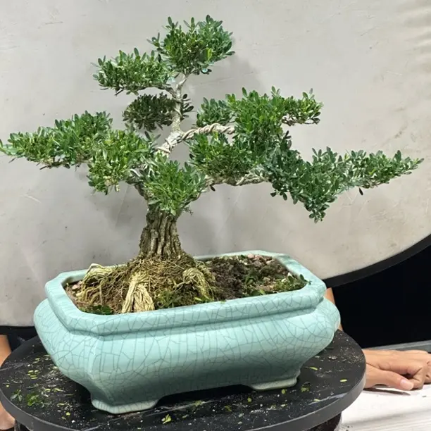 （福利品一物一拍）小叶黄杨老桩皱皮造型盆景四季常青耐寒植物精品