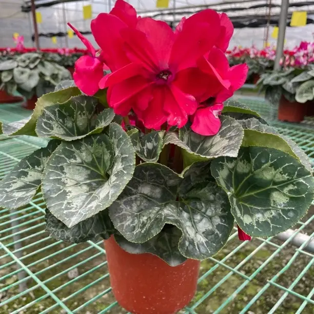 【中国红】仙客来经典款红色兔耳朵好看好养180杯四季开花