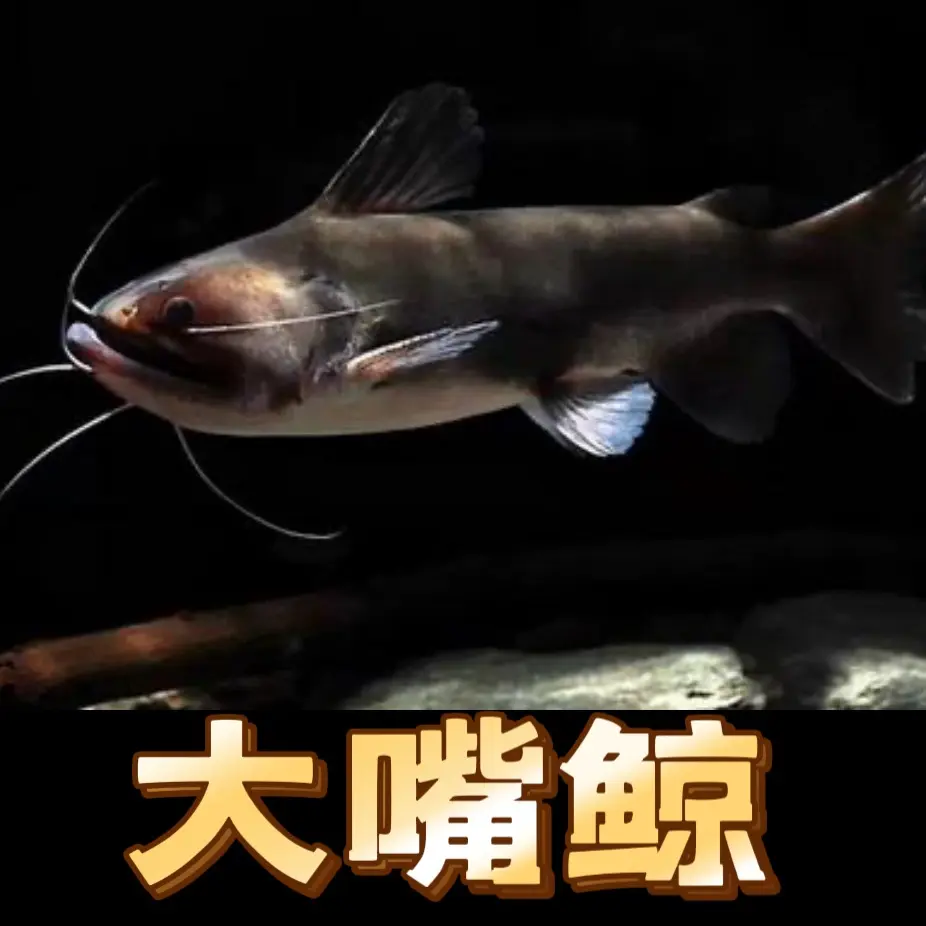 大嘴鲸合体帝热带观赏鱼