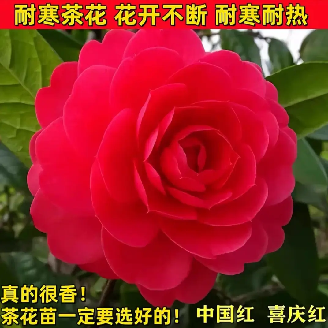 山茶花盆栽六角大红赤丹耐寒带花苞室内外庭院阳台四季开花好养苗