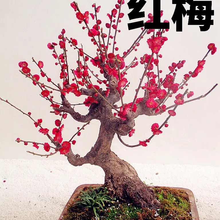 带芽浓香型耐寒梅花树盆栽适合室内外庭院阳台种植