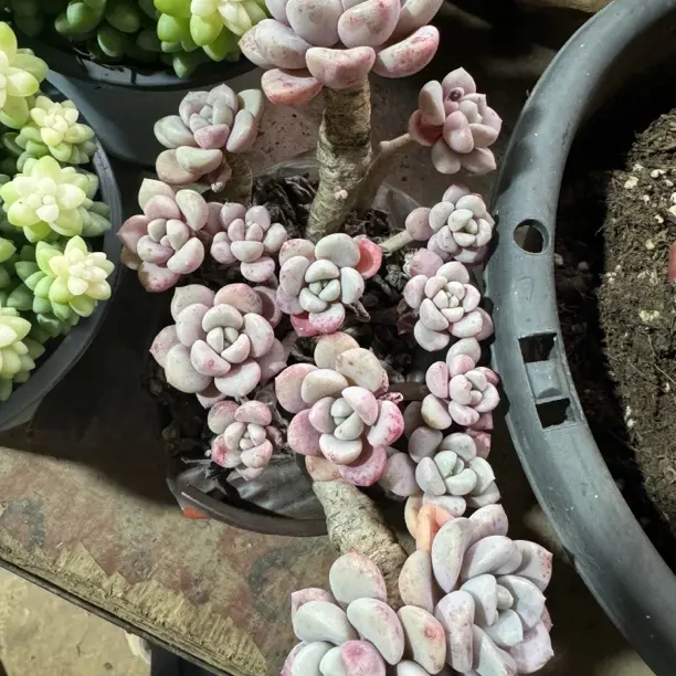 新手好养丸叶粉洛神多肉植物适合阳台净化空气