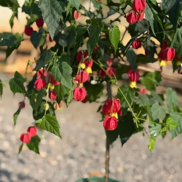 宫廷灯笼花盆栽爬藤花卉耐阴耐热适合阳台庭院种植