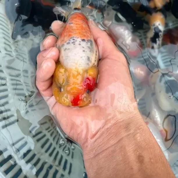 精品兰寿金鱼冷水淡水观赏鱼好养好看可爱