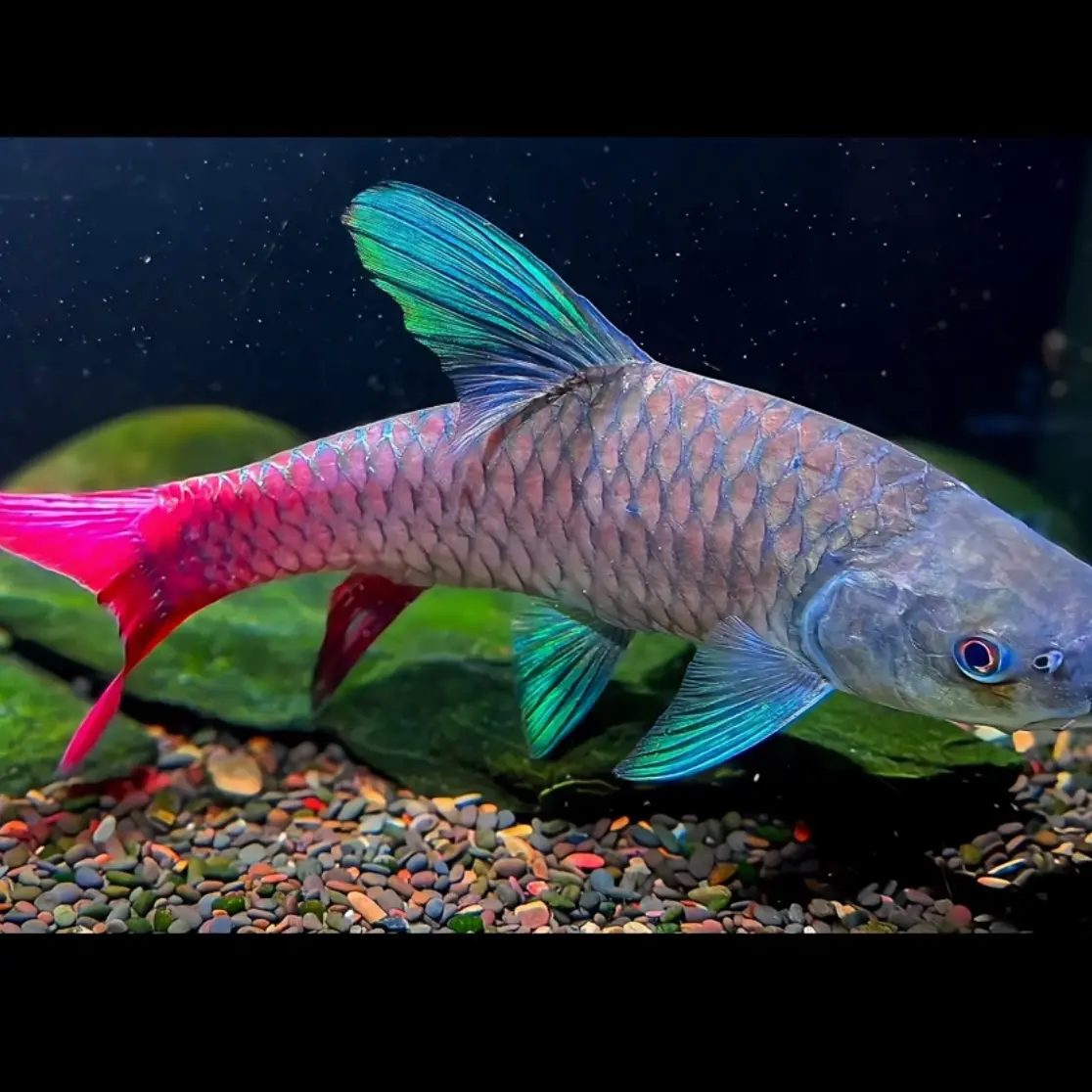 非洲长鳍蓝彩吉罗鱼发色彩虹吉罗鱼观赏鱼淡水鱼热带观赏鱼