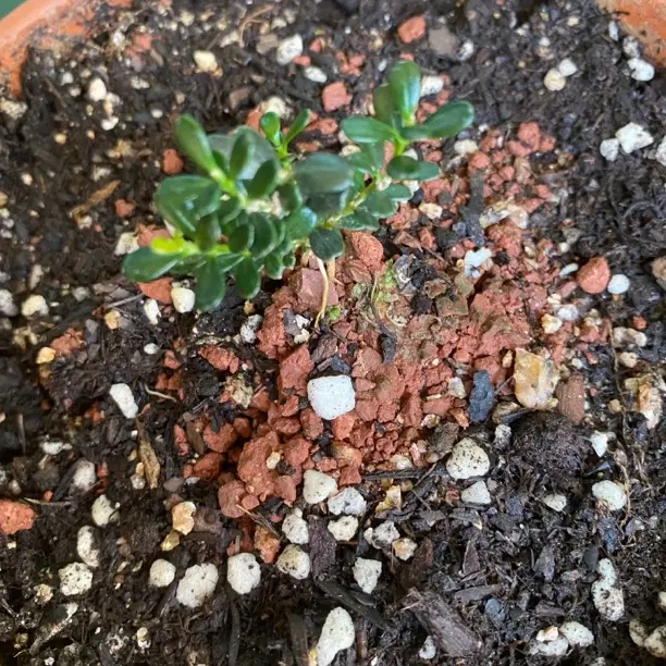 绿植盆景直播间一物一拍