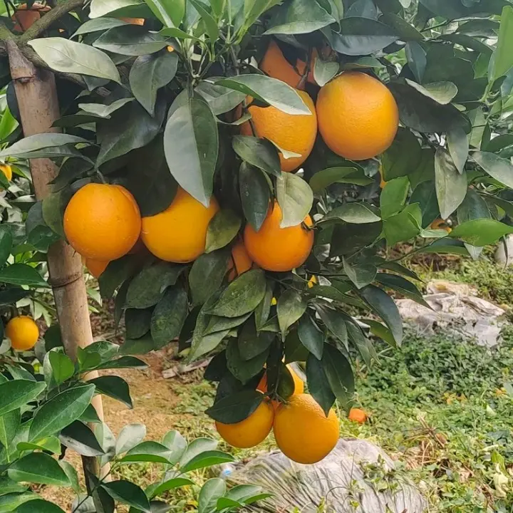 正宗江西赣南脐橙现摘新鲜水果产地直发香甜多汁   10斤