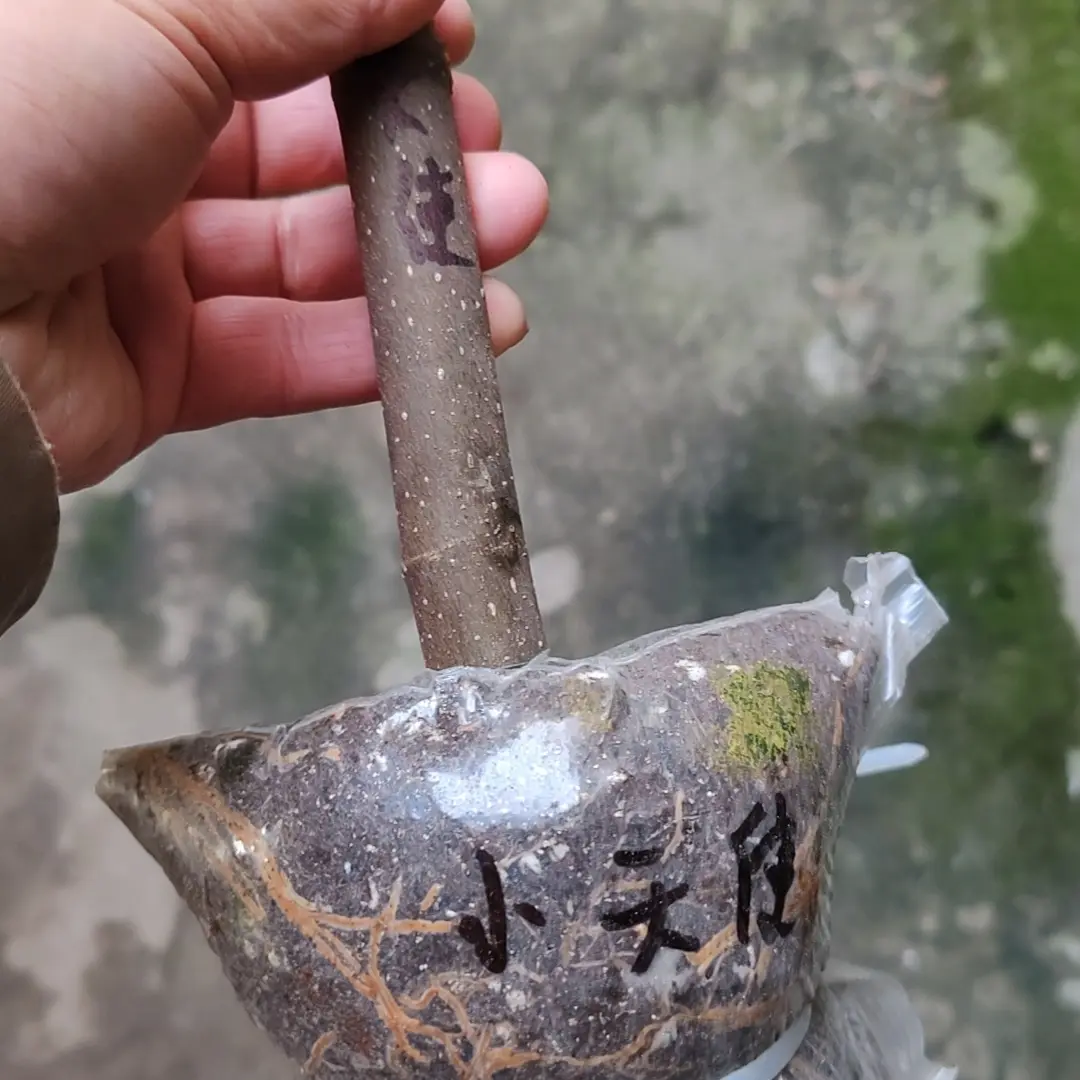小天使无花果高压包