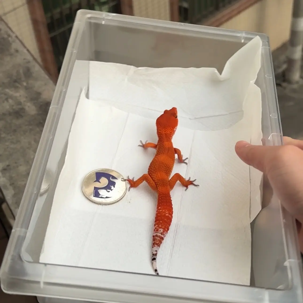 现货阳光守宫活体稳定开食温顺可爱爬宠入门级可上手