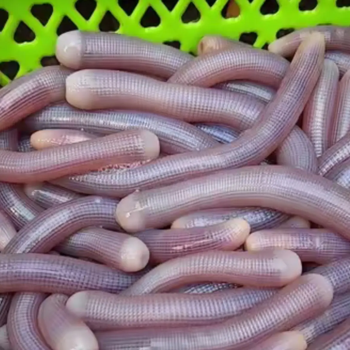 北部湾沙虫泥丁天然人工捕捉新鲜鲜活水产活体水产《可免费捅沙》