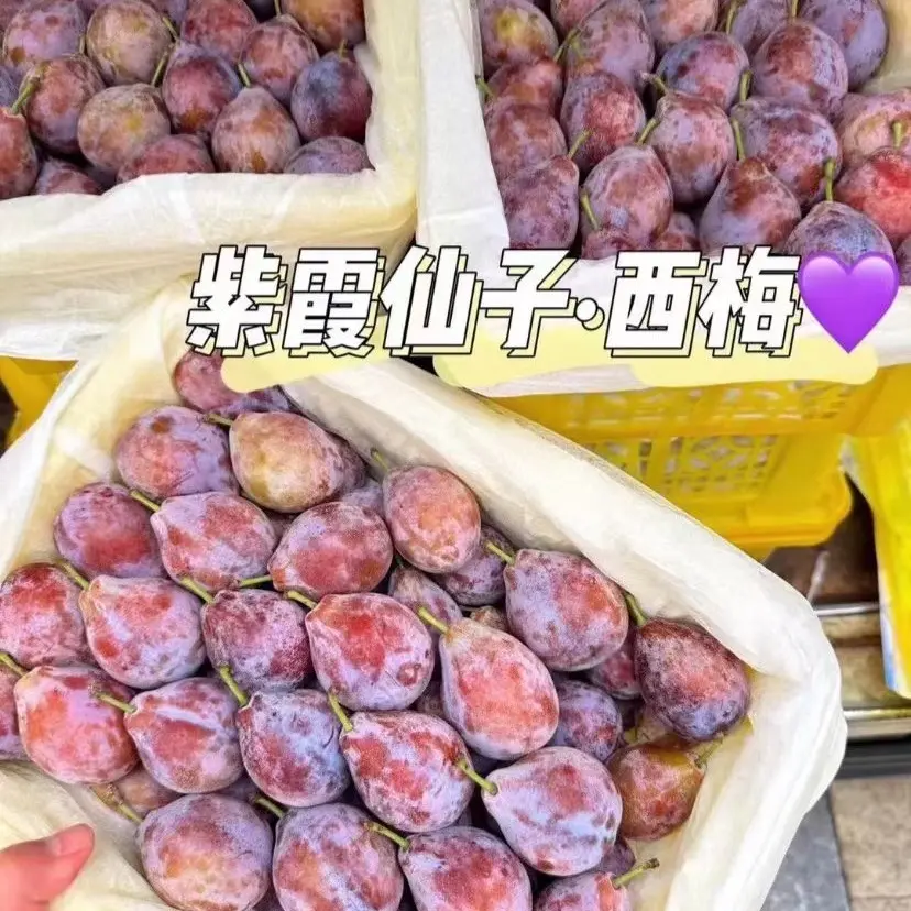 新疆喀什空运直发现摘新鲜应季水果新疆西梅一级果果型饱满香甜多汁蜜甜孕妇