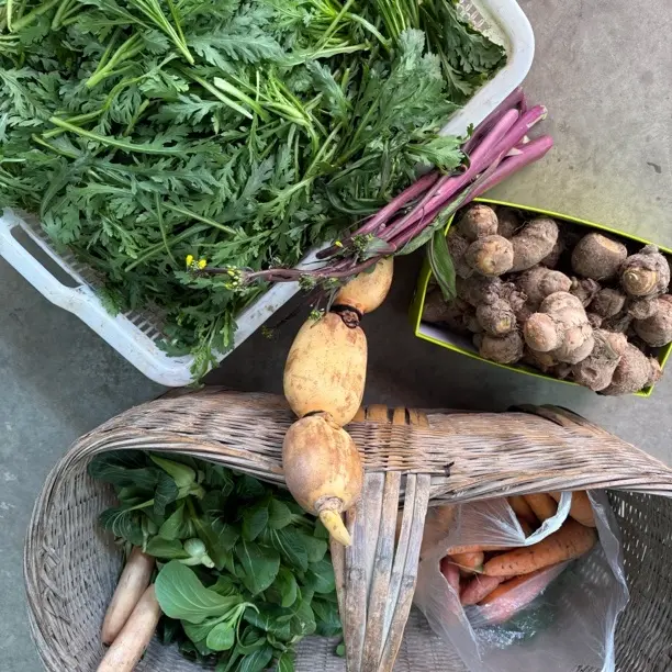 农村爷爷奶奶自家种各种蔬菜混搭