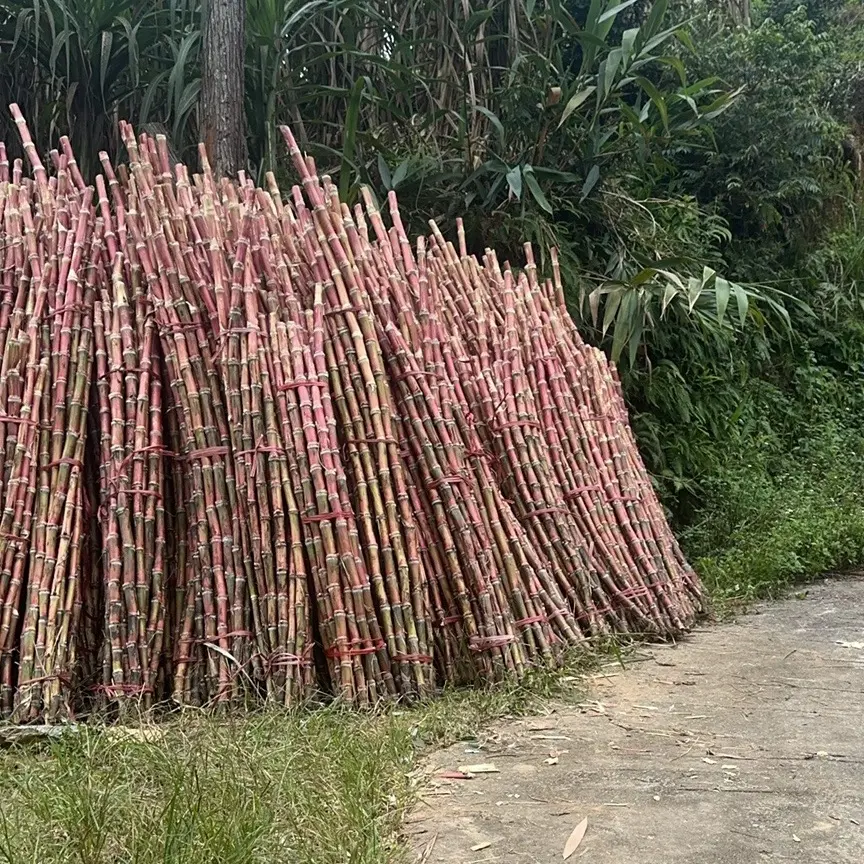 云南老品种红皮脆皮甘蔗现砍现发脆甜多汁山地自然生长