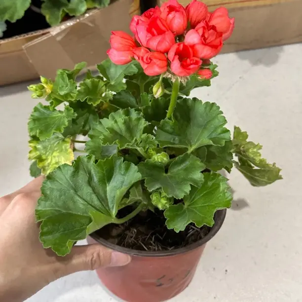 （红玉）重瓣直立天竺葵勤花大花球阳台庭院好养花卉盆栽带花苞