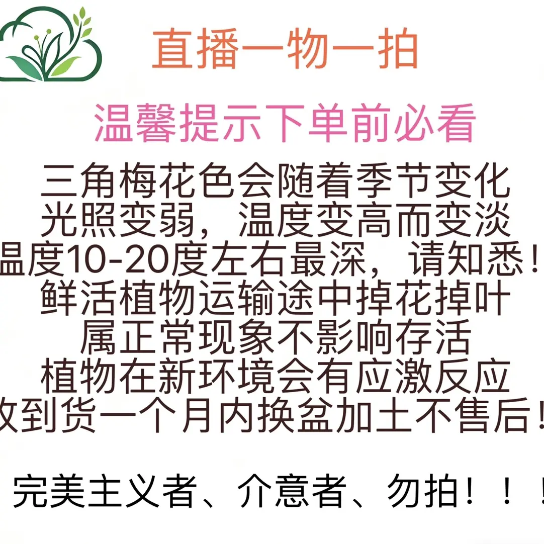 漳州四季勤花三角梅48.8