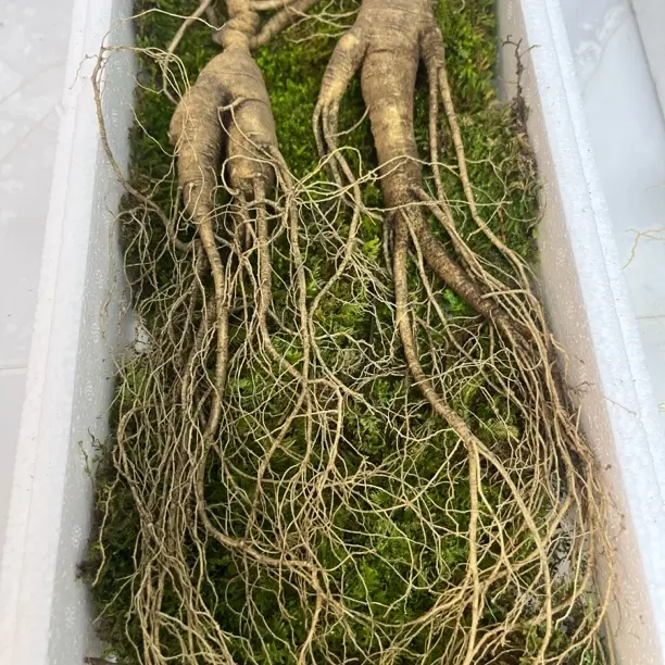 长白山新鲜带土现挖产地直发可煲汤泡酒现采现卖