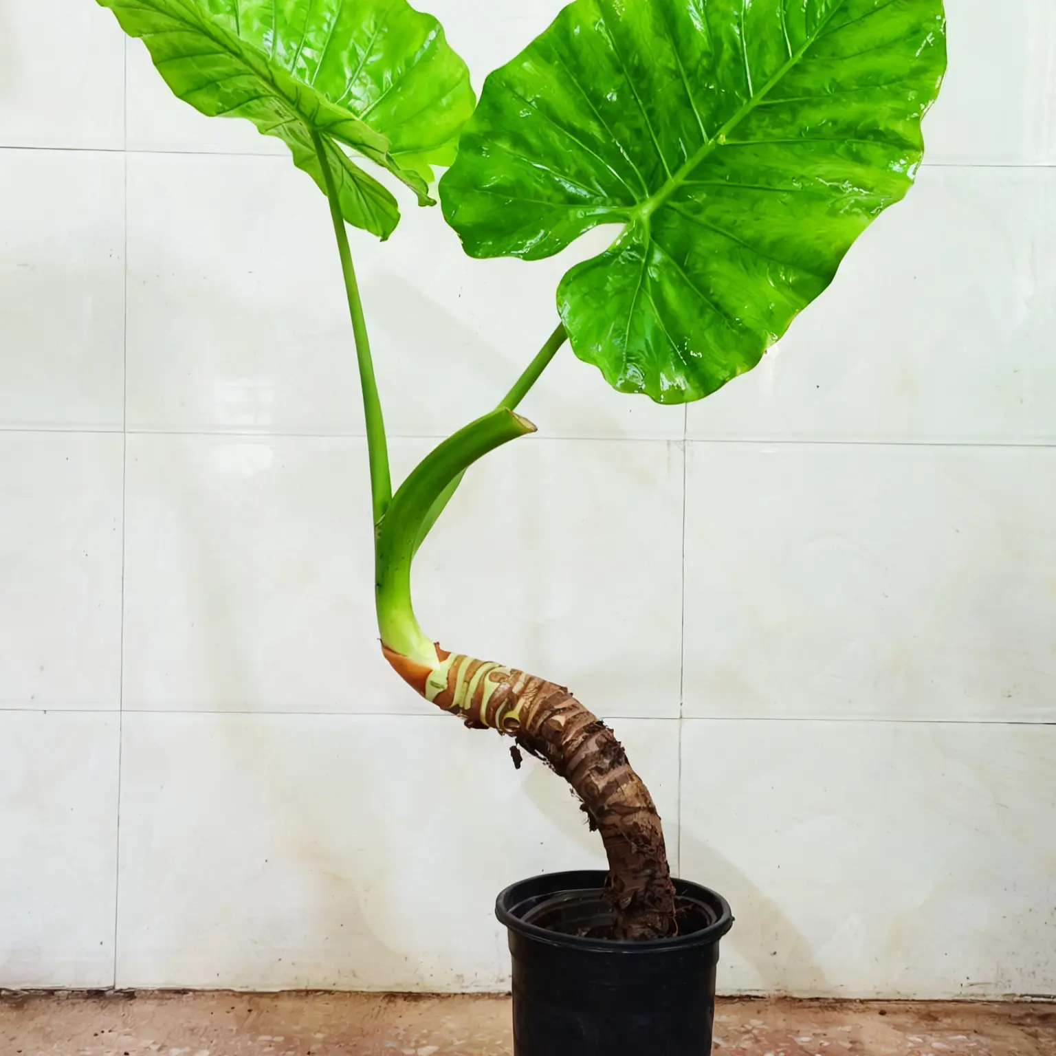 滴水观音大型盆栽室内外水培土培绿植净化空气吸甲醛