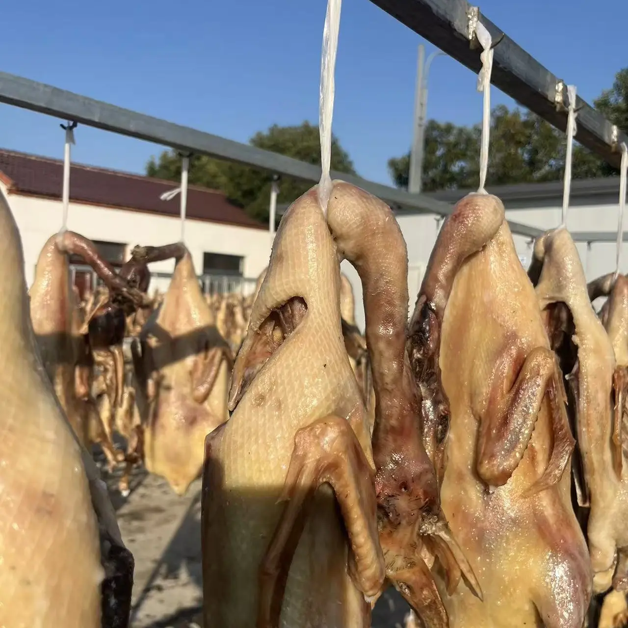 【张兵土特产】二龙稻田散养打卤老麻鸭