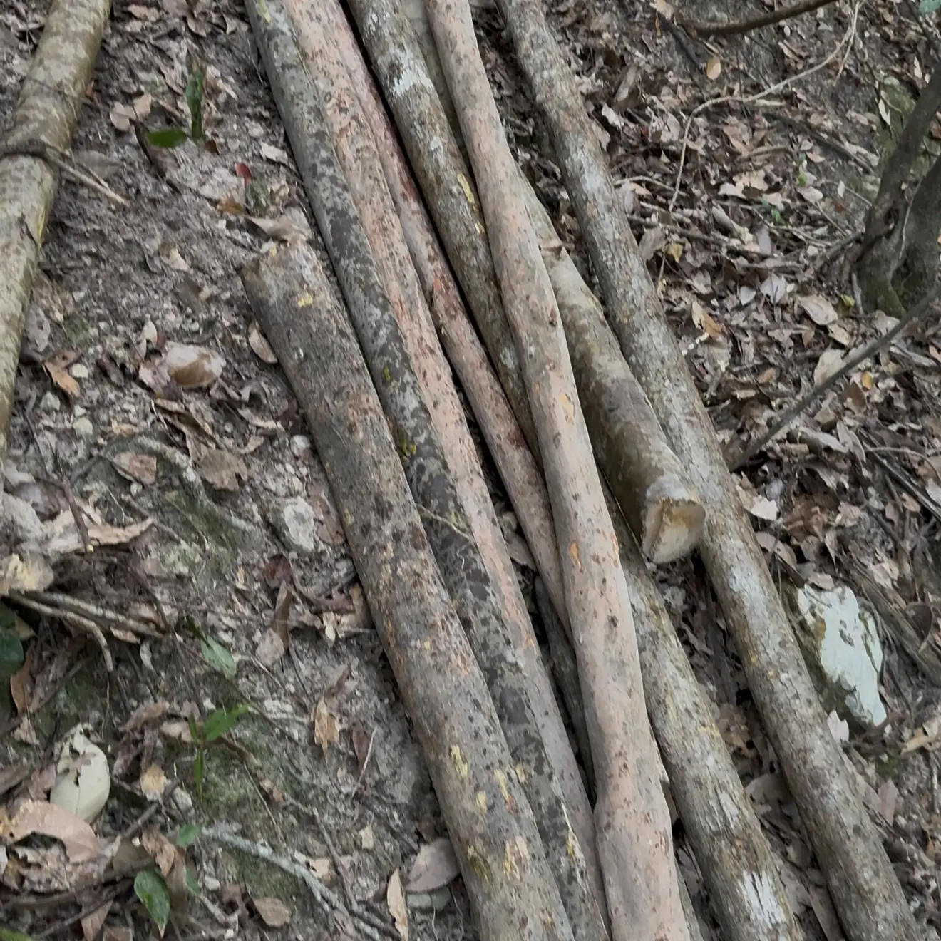 直播商品一物一拍纯天然原木锄头柄 水杨梅锄头柄木棍异形原木